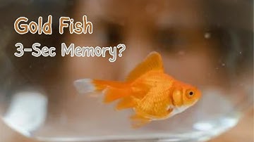 Do Gold Fish Have A 3-Sec Memory?