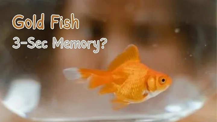 Do Gold Fish Have A 3-Sec Memory?