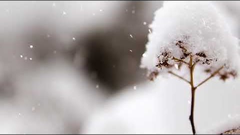 سورة ق والإنسان - اسلام صبحي