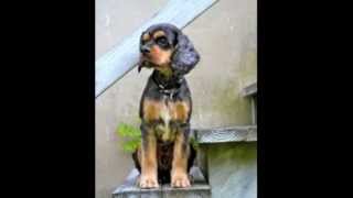 Melvin- Adopt Him