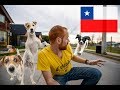 CHILE VS. UNITED STATES | THE DOGS!!!