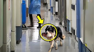 Dog Suddenly Ran Into The Hospital. Nurse Broke Down in Tears When She Discovered The Reason!