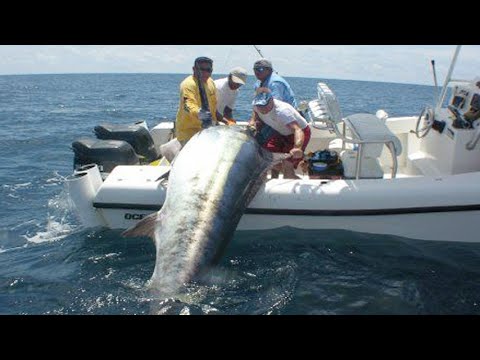 Amazing Fastest Giant Bluefin Tuna and Black Marlin Fishing Skill - Amazing  big catching on the sea 
