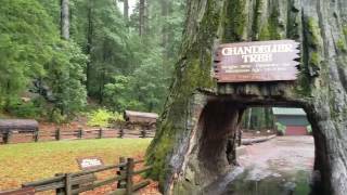 The world famous drive through tree in northern california seqouia
forest