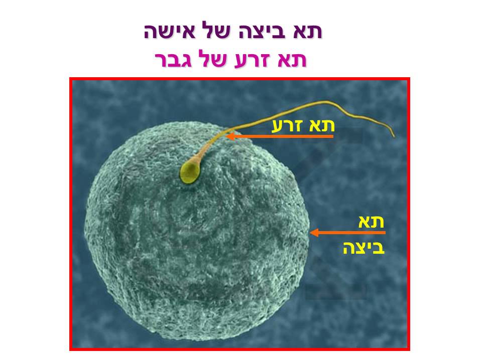 תא זרע ותא ביצית - YouTube