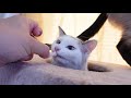 猫に鶏のササミをごちそうしてみたw
