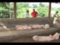 Babuyang walang amoyprofitable innovative growing systemnatural hog raising in tagaytay part 2