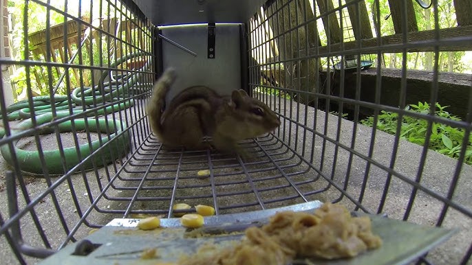 The Havahart Chipmunk Trap vs. the Chipmunkinator