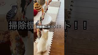 女王様??#猫のいる生活#cat #戦い