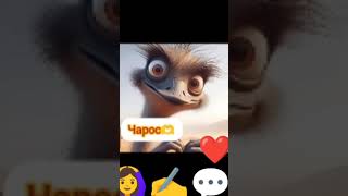 хурматли кзлар исми Муборак бусин 🙆♀️🫶☝️❤📝💬✍️