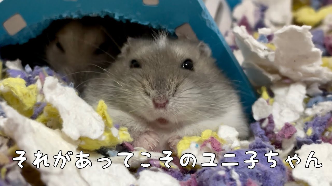 おでこの毛の未来は ジャンガリアン Youtube おでこの毛の未来は ジャンガリアン Youtube