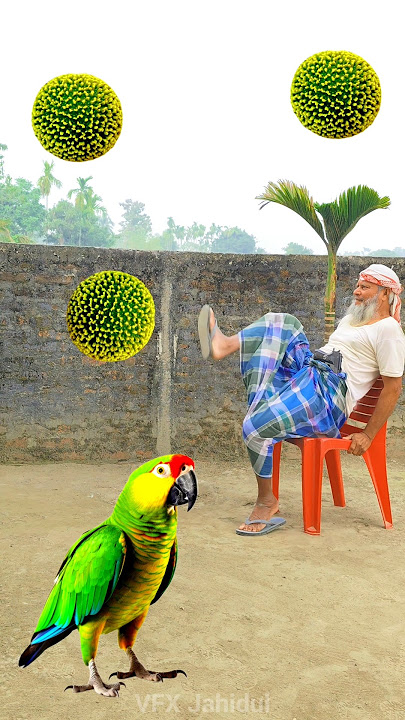Rounding deep 🟢 kadambas to Duck, Peacock, Pigeon & Parrot - Birds names magic video