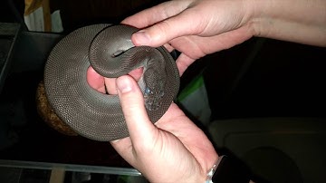 Behavior: Hatchling Fear Response