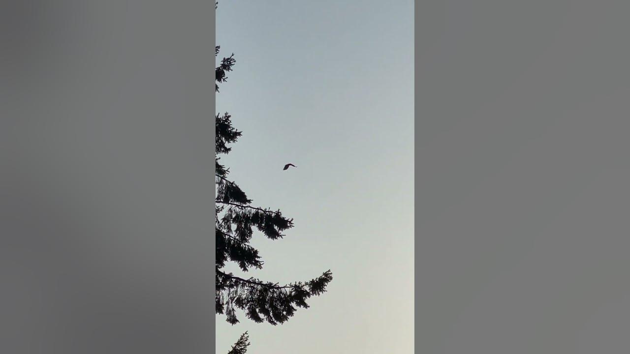he-was-literally-there-just-for-a-moment-then-he-was-gone-youtube