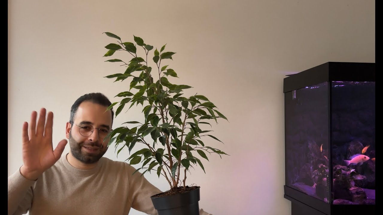 Turning a €3,- houseplant into a Bonsai - first steps