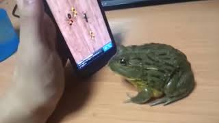 OMG GENETICALLY MODIFIED FROG LEARNS TO USE IPHONE!!!!!! HAS SCIENCE GONE TOO FAR!?!?!?!?!?!