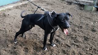 Thompsons Kennel Said The Joker To The Thief