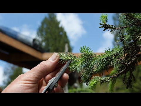 فيديو: شجرة التنوب بونساي: تشكيلات من بونساي شجرة التنوب الزرقاء والمشتركة. كيفية صنع بونساي من شجرة التنوب الكندية جلايكا كونيك؟ كيف تنمو بونساي في وعاء أو حديقة؟