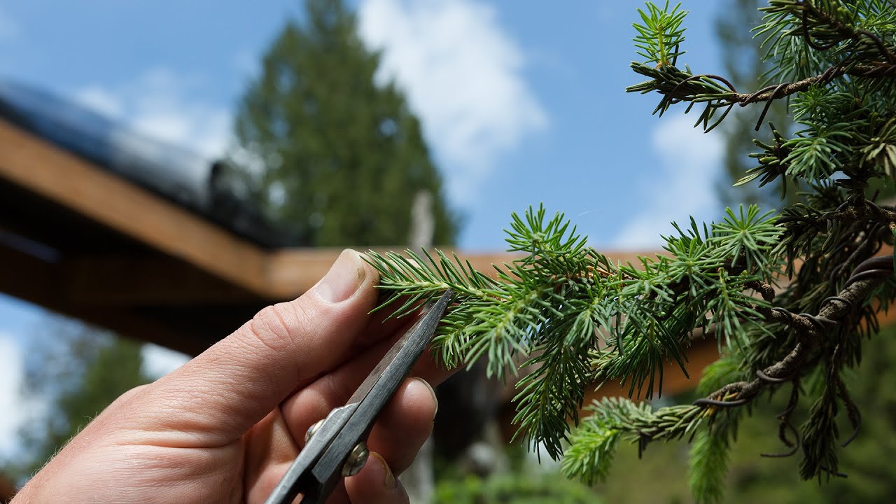 Spruce Bonsai Growth Management Youtube