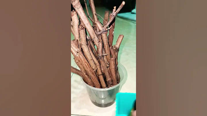 The Fastest Way to Propagate Grape Cuttings #shorts