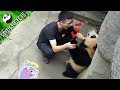 Nanny Doing Health Check For Baby Panda | iPanda