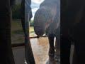 Majestic Moments: Walk Side by Side with Gentle Giants in the Wild