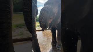 Majestic Moments: Walk Side by Side with Gentle Giants in the Wild