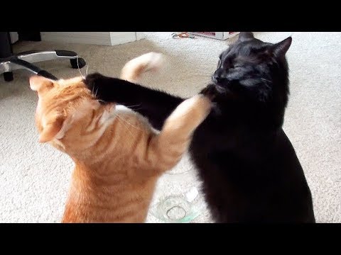 cats-are-so-funny-you-will-die-laughing-funny-cat-compilation