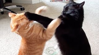 cats are so funny you will die laughing funny cat compilation