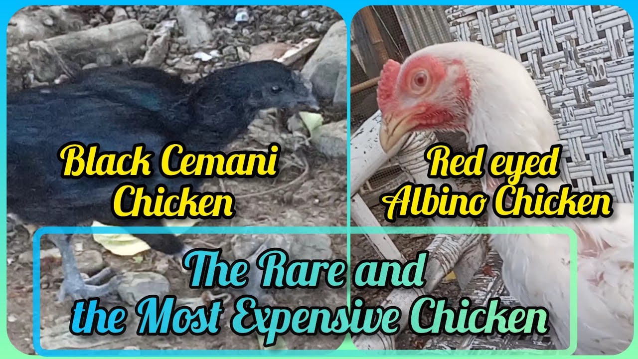 The Rare and the Most Expensive Chickens』〘Red Eyed Albino Chicken and Black  Cemani Chicken〙 