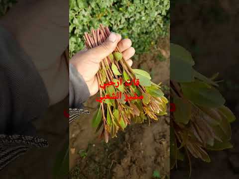 قات ارحبي وكاله خدف مشير الشعبي مشير الارحبي