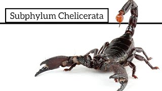 Subphylum Chelicerata