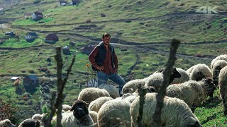 Sheep Shepherd on Sis Mountain Plateau | Documentary ▫️4K▫️