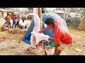 Full Goat Cutting and Process In Village | Big Goat Cutting Video | Goat Cutting Skill