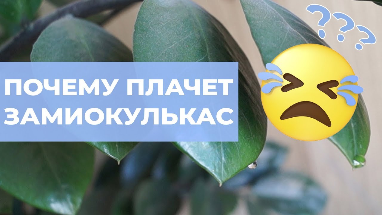 Капли воды на замиокулькасе. Почему желтеют листья и что такое гуттация