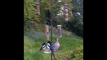 Magpies just want a drink of water,