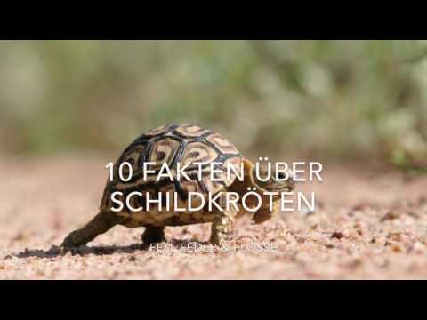 Video: 10 Interessante Fakten über Schildkröten