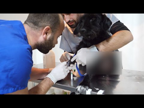 Video: Viti I Katërt Dhe I Fundit I Trajnimit Veterinar