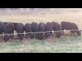 Fence line feeding calves