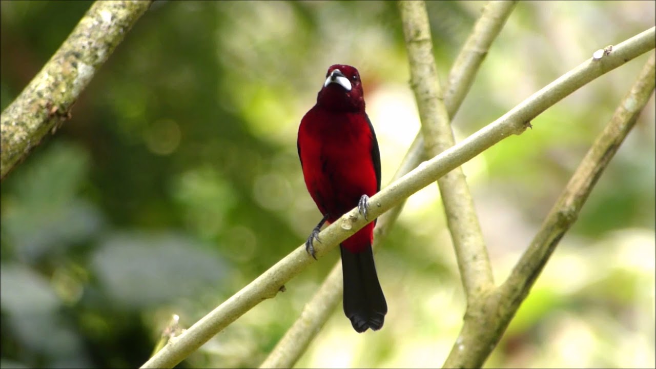 Crimson-backed Tanager 