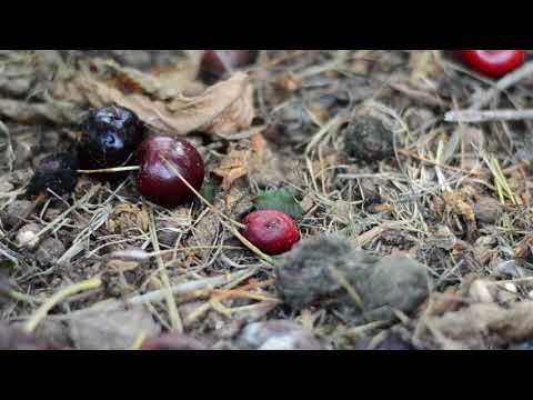 Video: Cherry Fruit Drop: Razlozi zbog kojih Trešnja pada voće