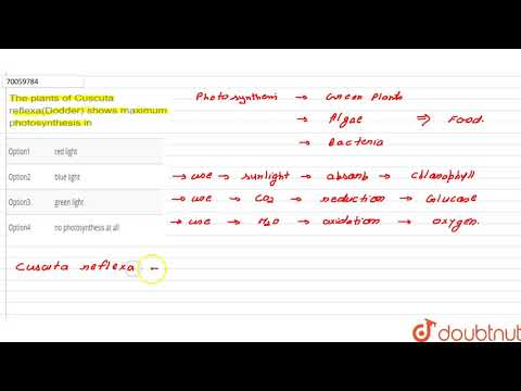 Video: I växten av cuscuta visar maximal fotosyntes i?