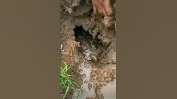 Bắt Rùa Common Snapping Khủng Ngoài Tự Nhiên!