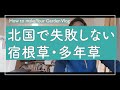 北海道や北国で失敗しない宿根草・多年草