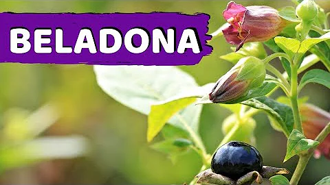 Para que serve a Folha da beladona?