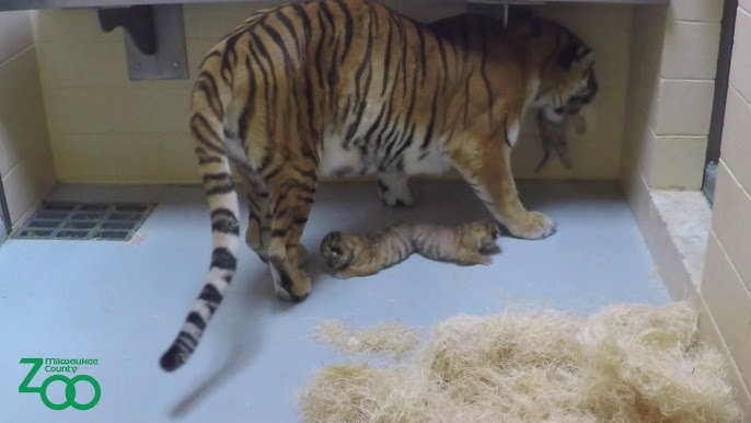 Meet 10-week-old, Siberian tiger cubs at Six Flags Wild Safari, N.J. 
