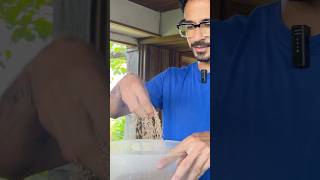 Ajonjolí - recorrido por el jardín #shorts