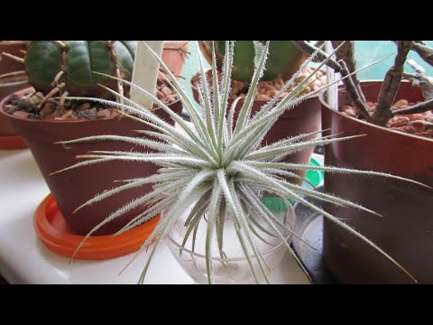 Video: Sky Plant Bromeliads - Kako gojiti nebesno rastlino Tillandsia