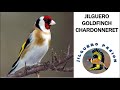 EDUCAR JILGUERO CD CANTO JILGUERO, GOLDFINCH, CHARDONNERET 2.018 🎶🐦🥇