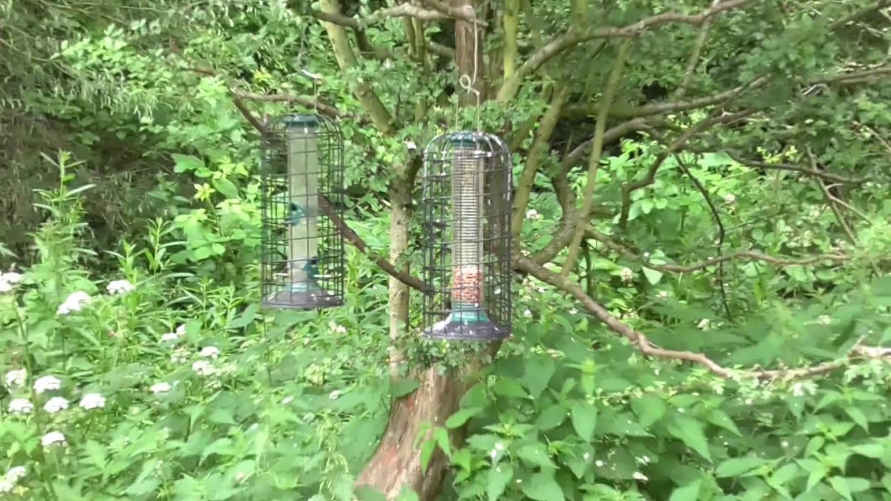 bird watching,  lots of birds in HD.